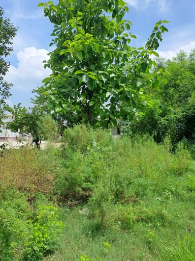 Garbage Problem in Municipal Complaints – reported issue