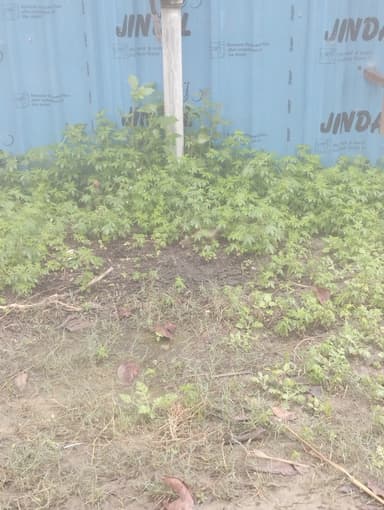 undefined in 9P69+2H Gopalpur, Bihar, India – reported issue