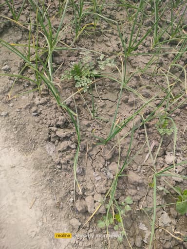 Nal jal Yojna in 7QXH+7CG, Usari, Bihar 841409, India – reported issue