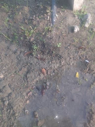 Sewer overflowing in 8MC5+H2 Tola Sakla, Bihar, India – reported issue