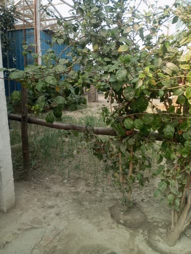 undefined in CG24+7G Karan Pura, Bihar, India – reported issue