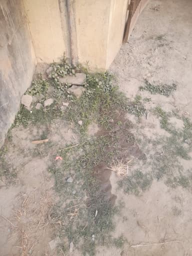 Water logging in 9GPQ+GJR, Nawada - Barauli Rd, Nawada, Bihar 841405, India – reported issue