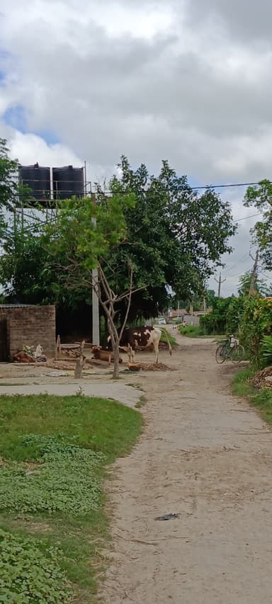 Sewer overflowing in CFJX+WGG, Danapur, Bihar 841427, India – reported issue