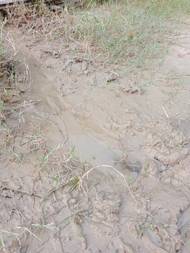 Sewer overflowing in 7P38+3HP, Shafiabad, Bihar 841413, India – reported issue