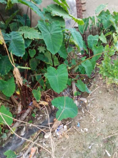 Nal jal Yojna in H8X6+52Q, Jalalpur Rd, Jalal Pur, Bihar 841503, India – reported issue
