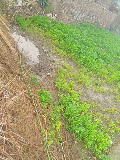 Water logging in 8MWG+4X Buchiya Sidhwalia, Bihar, India – reported issue