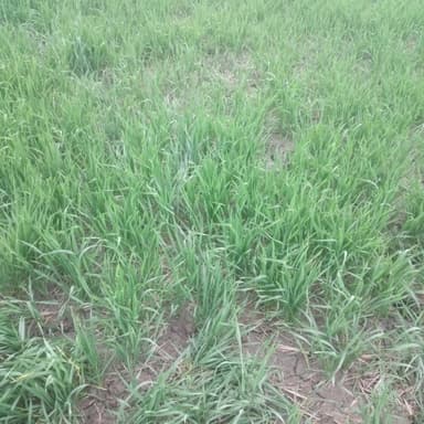 Water logging in J44R+JR, Ameya, Bihar 841441, India – resolved
