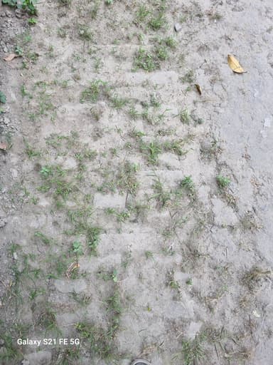 Sewer overflowing in 95JJ+MQ Harpur, Bihar, India – resolved