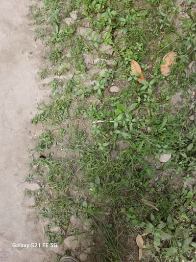 Water logging in 6RF4+2R Hamidpur, Bihar, India – resolved