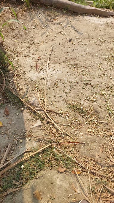 No Streetlights (residential area) in H9HQ+292, Khem Matihanian, Bihar 841505, India – resolved