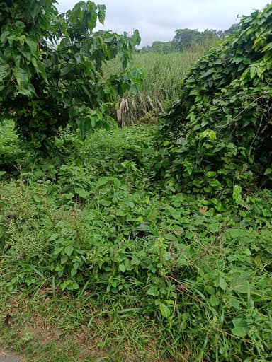 No Streetlights (residential area) in H68W+QV Gopalpur, Bihar, India – resolved