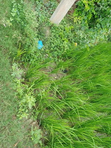 Nal jal Yojna in 7QCC+H3G, Bamon, Bhagwanpur, Bihar 841413, India – resolved