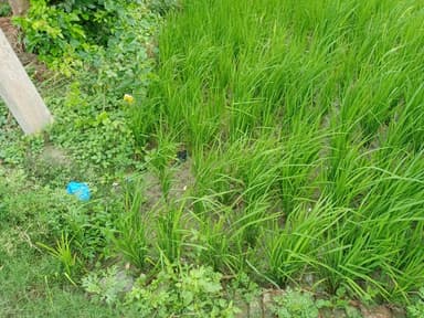 Nal jal Yojna in 7QCC+H3V, Baikhunthpur, Bhagwanpur, Bihar 841413, India – resolved