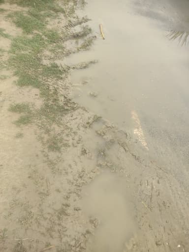 Sewer overflowing in Brahampurwa Kali mindir, 8JGQ+XX2, Bakharaur, Bihar 841407, India – reported issue