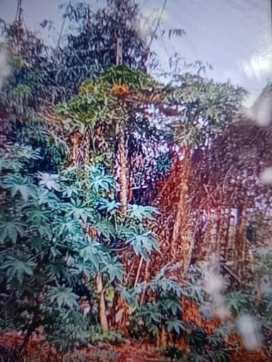 Other Problems in G9HM+48 Ghurna Patti, Bihar, India – reported issue