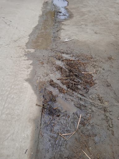 Sewer overflowing in 8MQ6+5VG, Sidhwalia, Buchiya Sidhwalia, Bihar 841409, India – reported issue